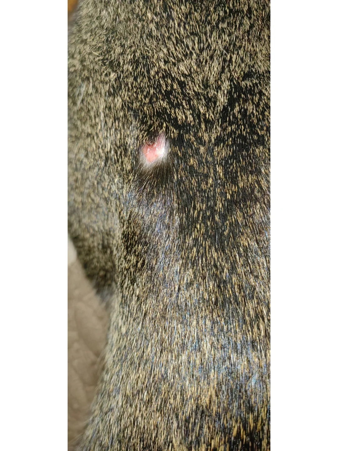 "鯾8*2?镩?痢j"諑埶C莟D的简单介绍-九游娱乐APP